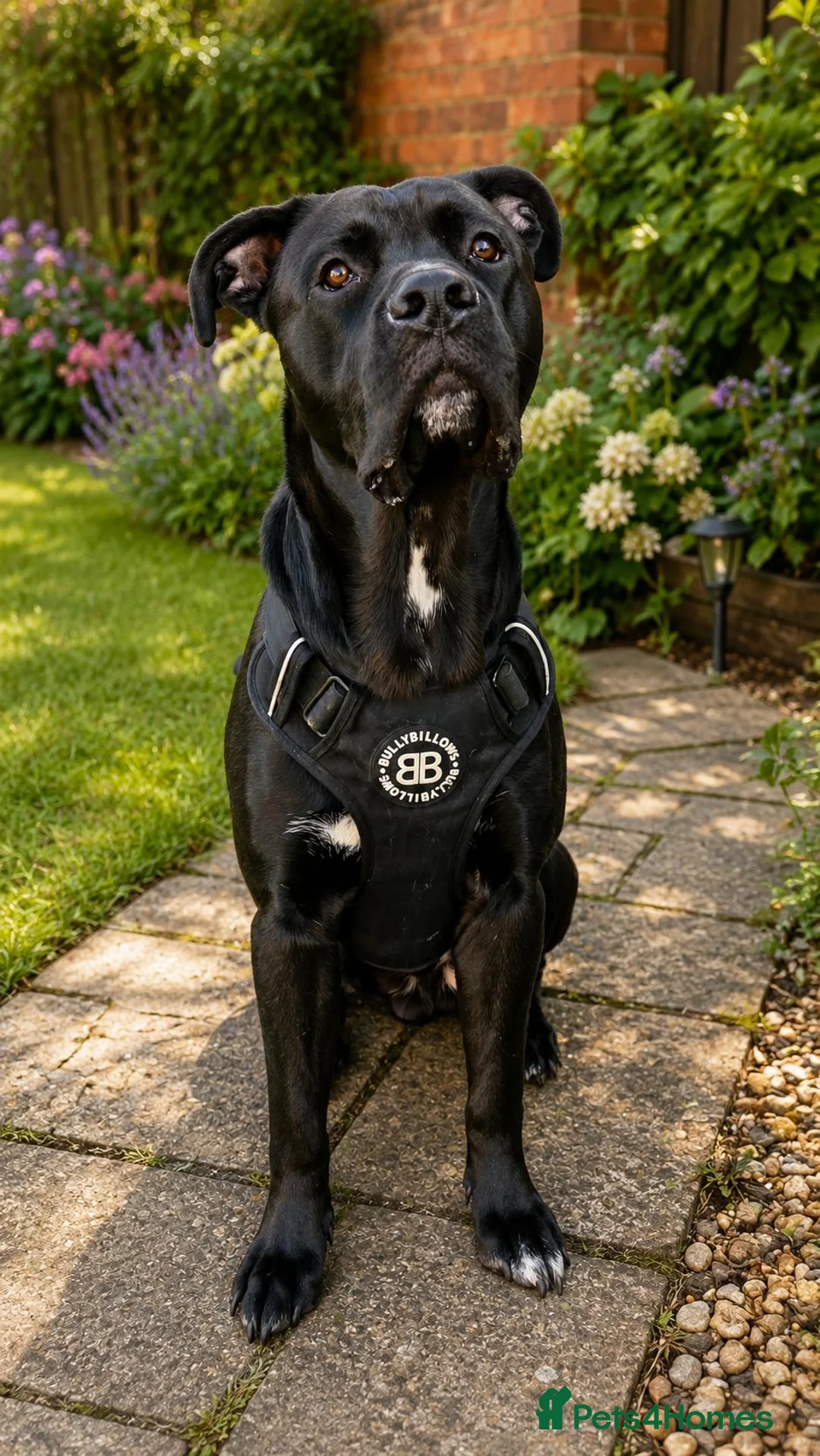 Mixed Breed dogs for sale: Ready to go.  Staffy + Cane corso  - Advert 15