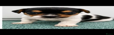 Jack Russell 2