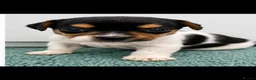 Jack Russell dogs for sale: Jack Russell Puppies Tri Coloured  - Advert 3