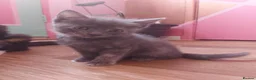 Mixed Breed cats for sale: Kittens. South Bristol. - Advert 4