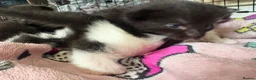 Mixed Breed cats for sale: 3 beautiful kittens for sale - Advert 7