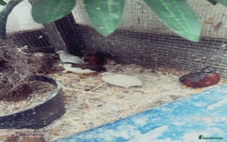 Quail poultry for sale: For hatching Chinese painted quail eggs button x12 in Leeds - Image 2