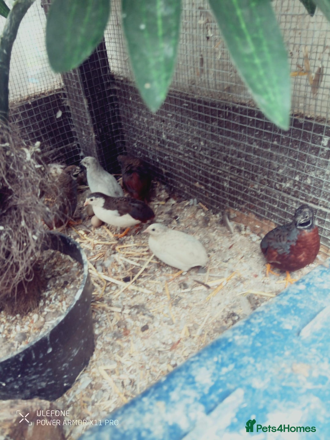 Quail poultry for sale: For hatching Chinese painted quail eggs button x12 in Leeds - Image 2