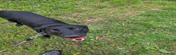 Labrador Retriever dogs for sale: Charlie - Advert 2