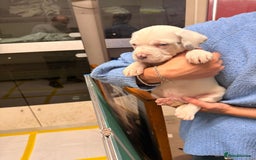 Cane Corso dogs for sale: Stunning Cane Corso Puppies for sale - Image 21