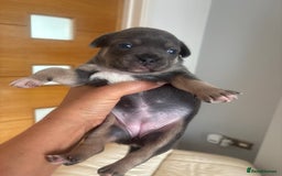 Mixed Breed dogs for sale: French billhuahua - Image 32