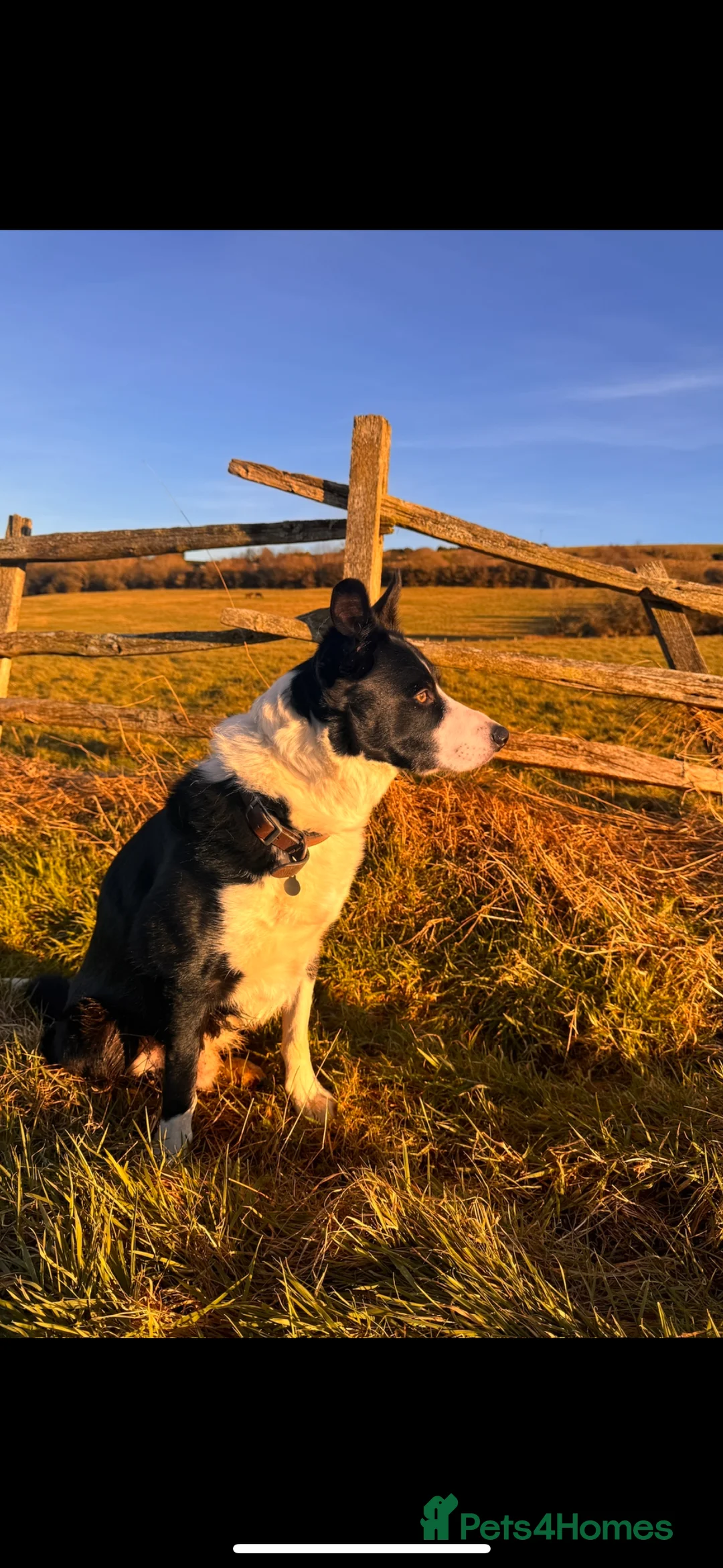 Border Collie dogs for stud: Proven Border Collie Stud | Strong Working Lines  - Advert 21