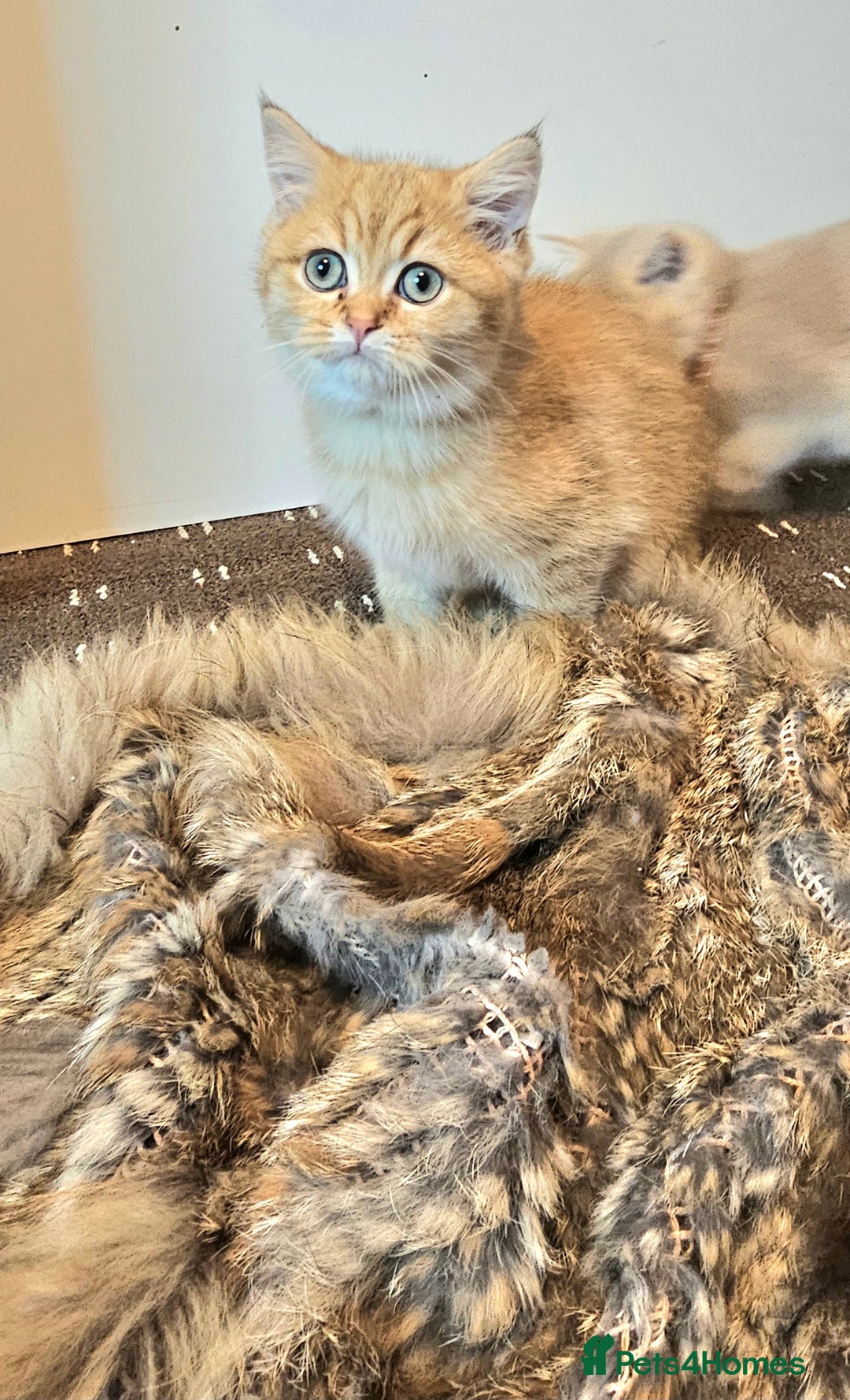British Shorthair cats for sale: BSH GOLDEN KITTENS - Advert 21
