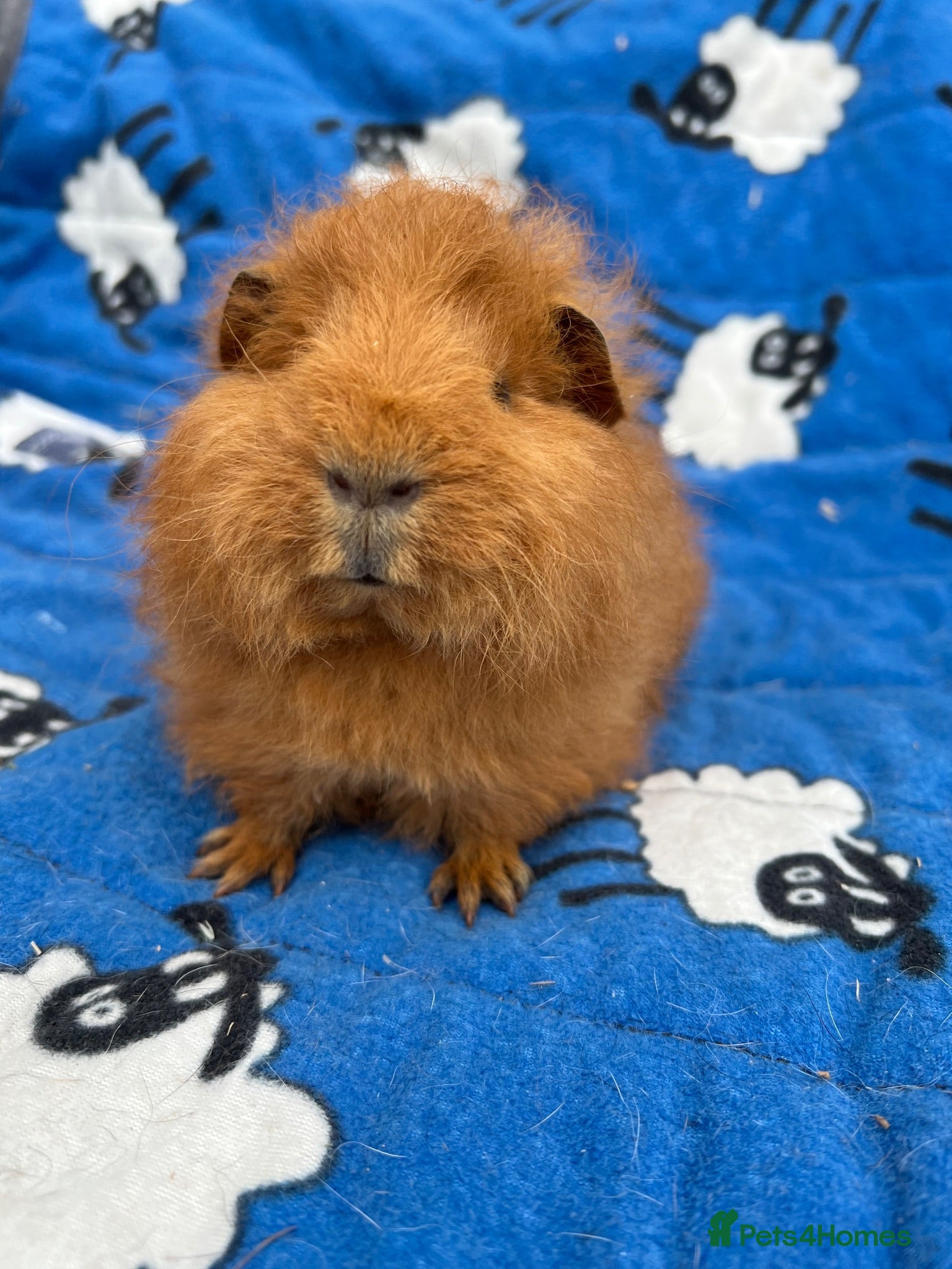 Guinea Pig rodents Purebred Swiss Guniea pig  - Advert 11