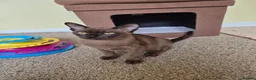 Burmese cats for sale:  Pedigree Brown Male Burmese Kitten - Advert 6