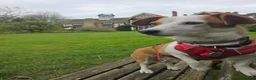 Mixed Breed dogs for adoption: CRETA - FOR ADOPTION - ACTIVE HOME ESSENTIAL  - Advert 15