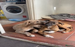 Lurcher dogs for sale: Beautiful lurcher puppies - Image 2