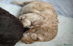 Cockapoo dogs for sale: Beautiful Female Fb1 cockapoo - Image 7