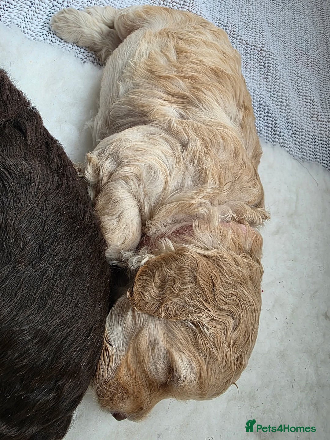 Cockapoo dogs for sale: Beautiful Female Fb1 cockapoo - Image 7
