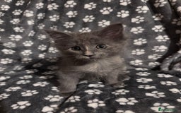 Ragcoon cats for sale: Beautiful Maine Coon x Ragdoll Kittens  Available - Image 3