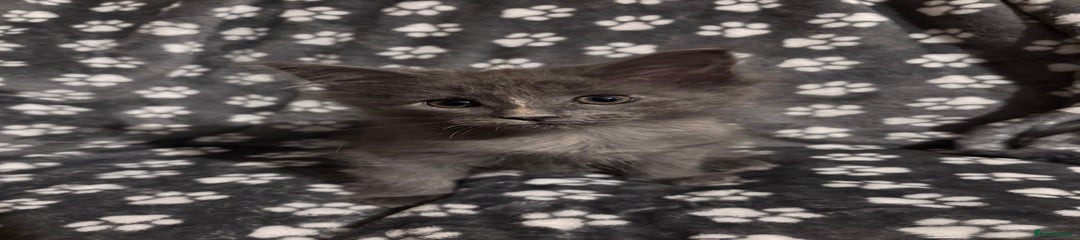 Ragcoon Kitten 3