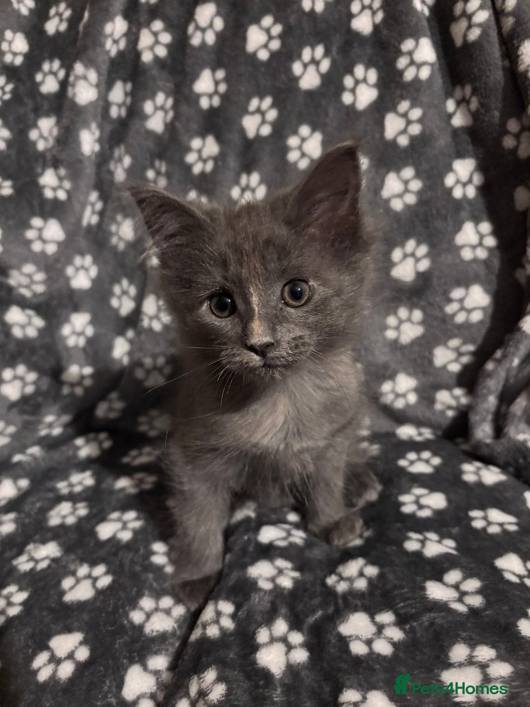 Ragcoon cats for sale: Beautiful Maine Coon x Ragdoll Kittens  Available - Image 3