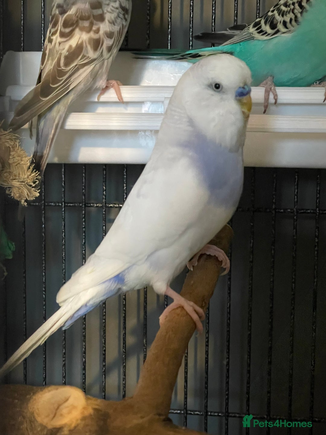 Budgerigars birds for sale: Four budgies (sold as a group) - Advert 2