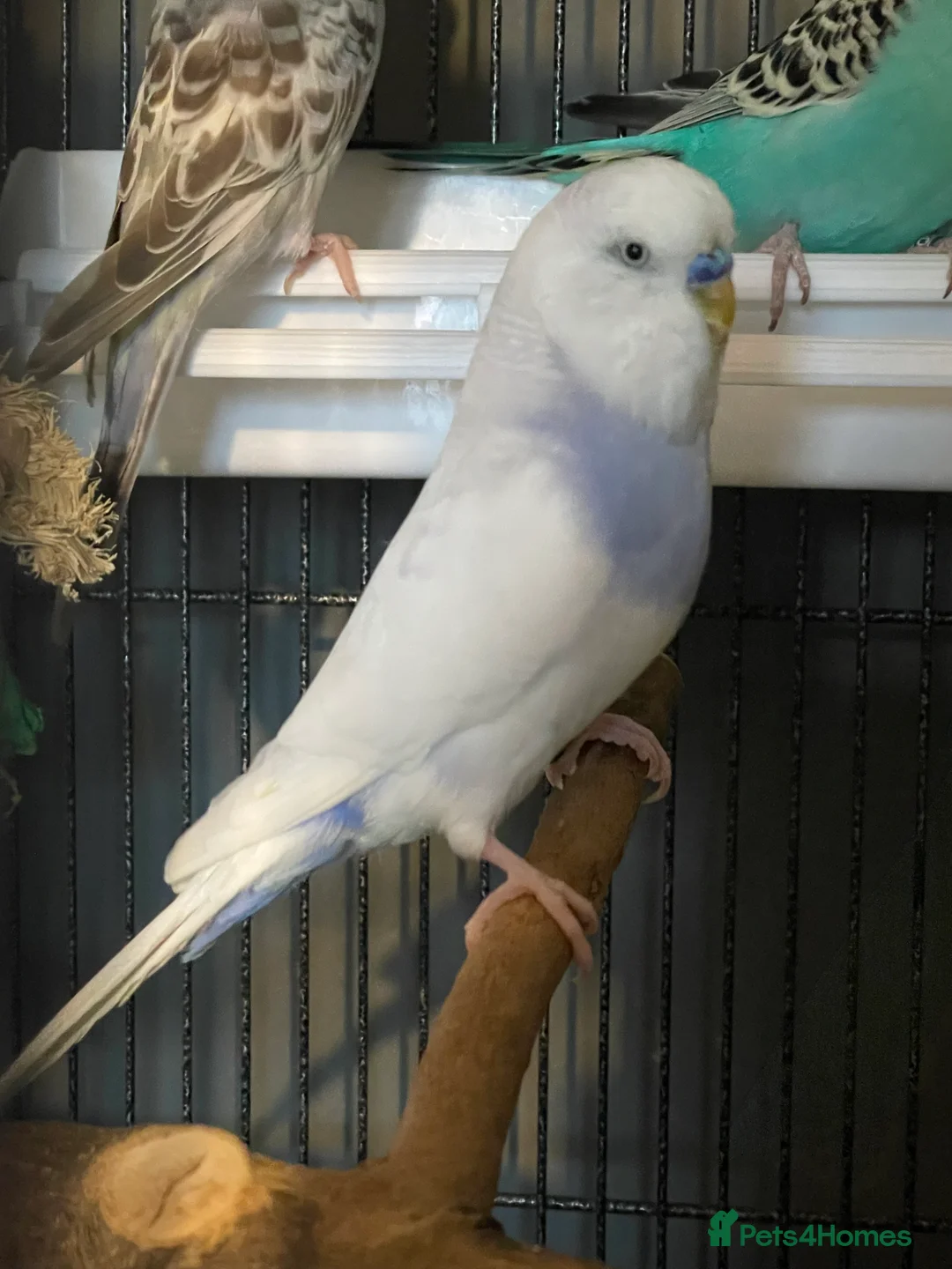 Budgerigars birds for sale: Four budgies (sold as a group) - Advert 2