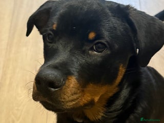 Rottweiler dogs Unfortunately need to rehome Benny - Advert 1