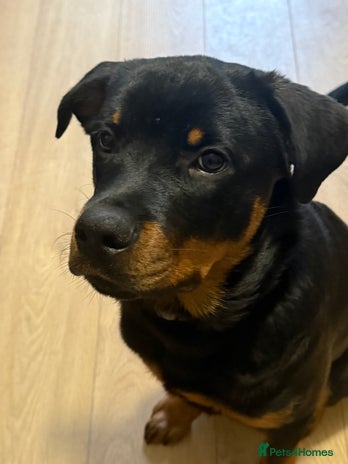 Rottweiler dogs Unfortunately need to rehome Benny - Advert 1