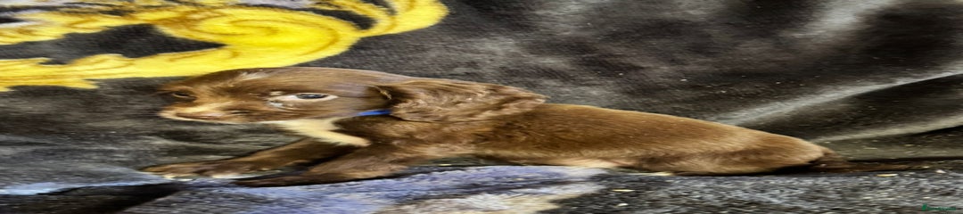 Cocker Spaniel Puppy 1