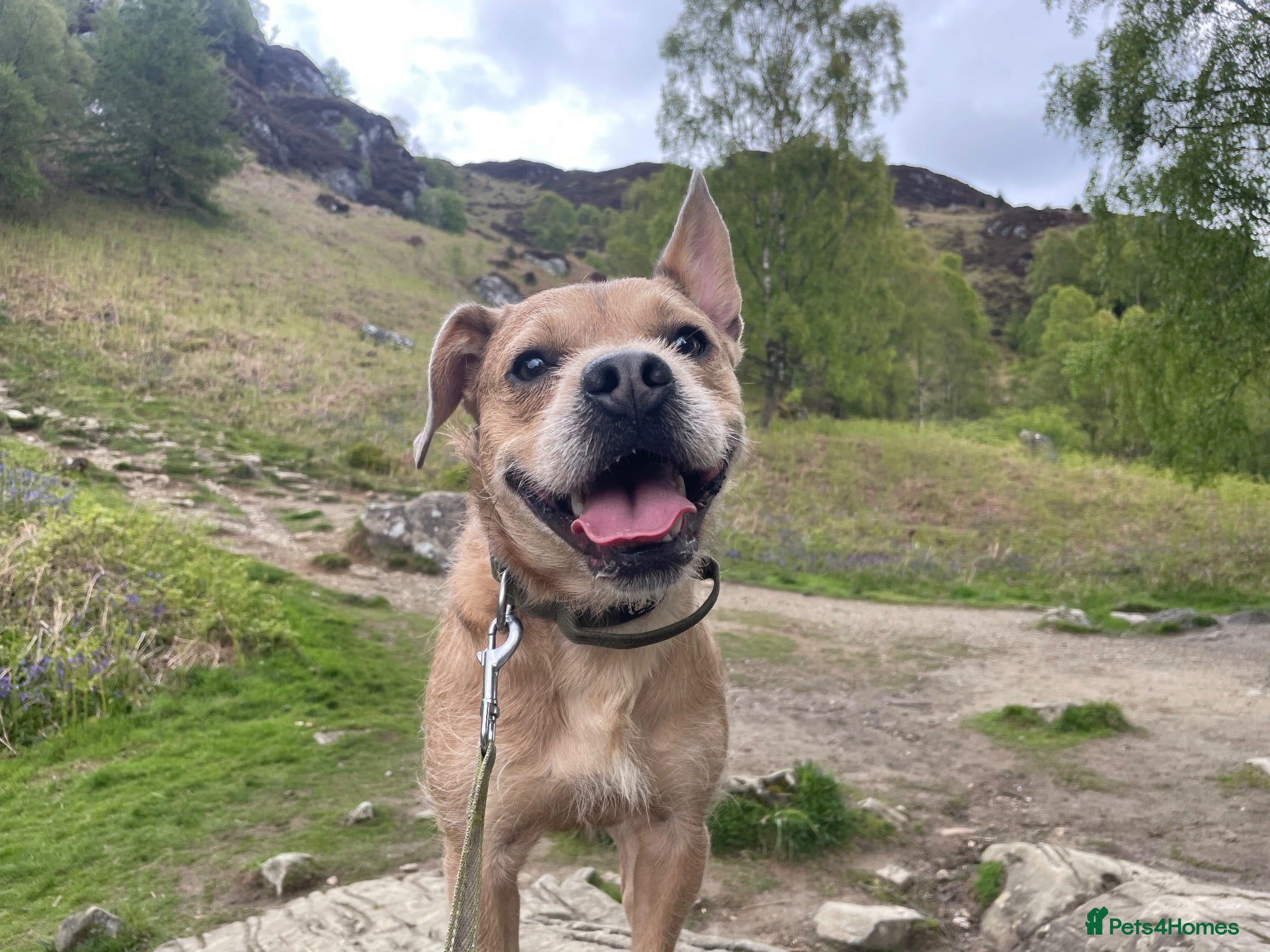 Mixed Breed dogs Bramble  - Advert 2