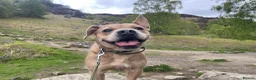 Mixed Breed dogs for sale: Bramble  - Advert 1