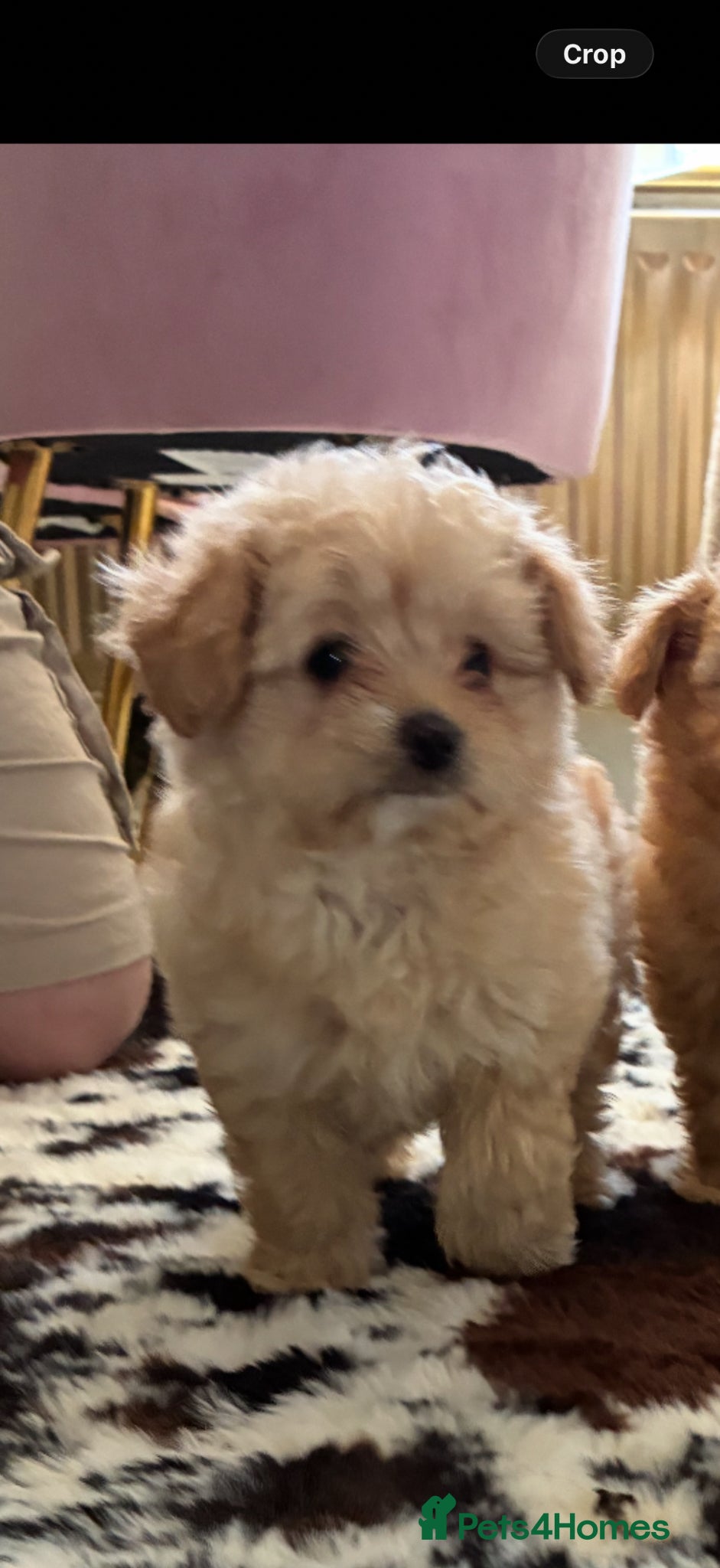 Pomapoo dogs Stunning pomapoo pups  - Advert 2