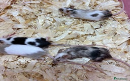 Mouse rodents for sale: Female baby mice ready now  - Image 5