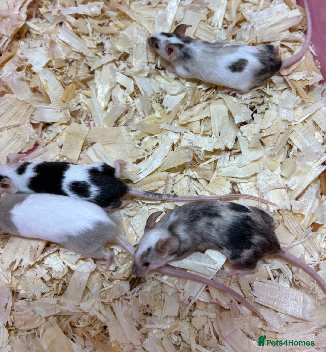 Mouse rodents for sale: Female baby mice ready now  - Image 5