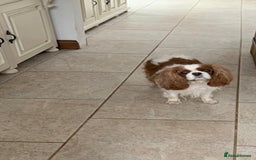 Cavalier King Charles Spaniel dogs for sale: Beautiful ADULT FEMALE CKCS - Image 3