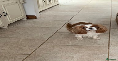 Cavalier King Charles Spaniel dogs - Advert 7