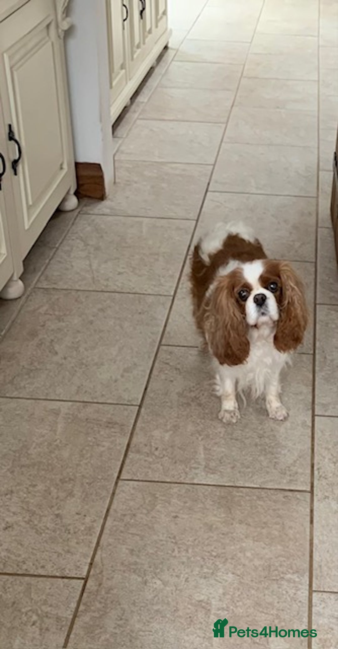 Cavalier King Charles Spaniel dogs for sale: Beautiful ADULT FEMALE CKCS - Image 3