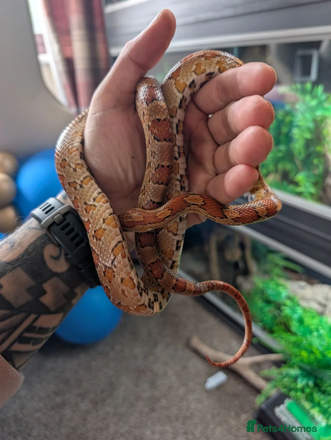 Corn Snake reptiles for sale: Corn Snake  - Advert 1