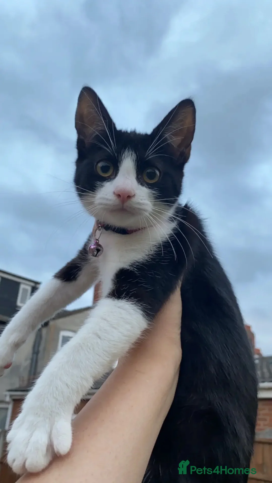 Mixed Breed cats for sale: Boy kittens for sale  - Advert 4