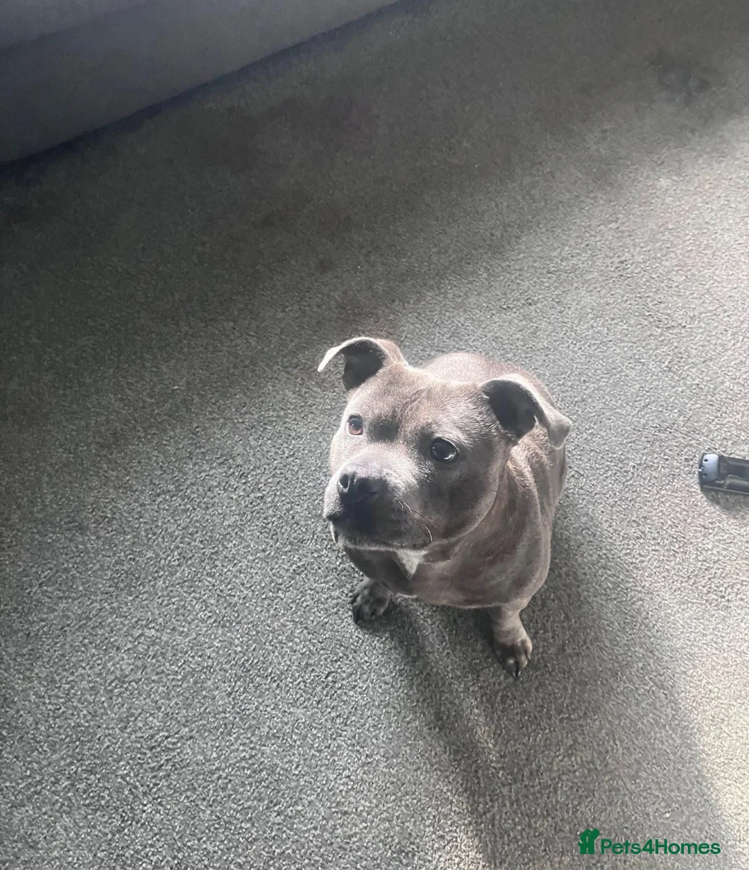 Staffordshire Bull Terrier dogs for sale: 3 year old KC reg Staffy girl 💕 in Edenbridge - Advert 5