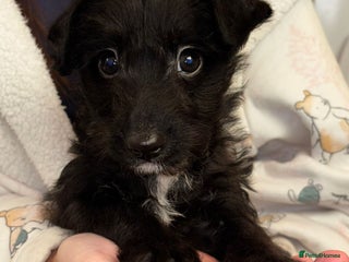 Jackapoo dogs Jackpoos - Advert 2