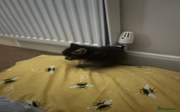 British Longhair cats for sale: Fluffy balls of joy - Image 7