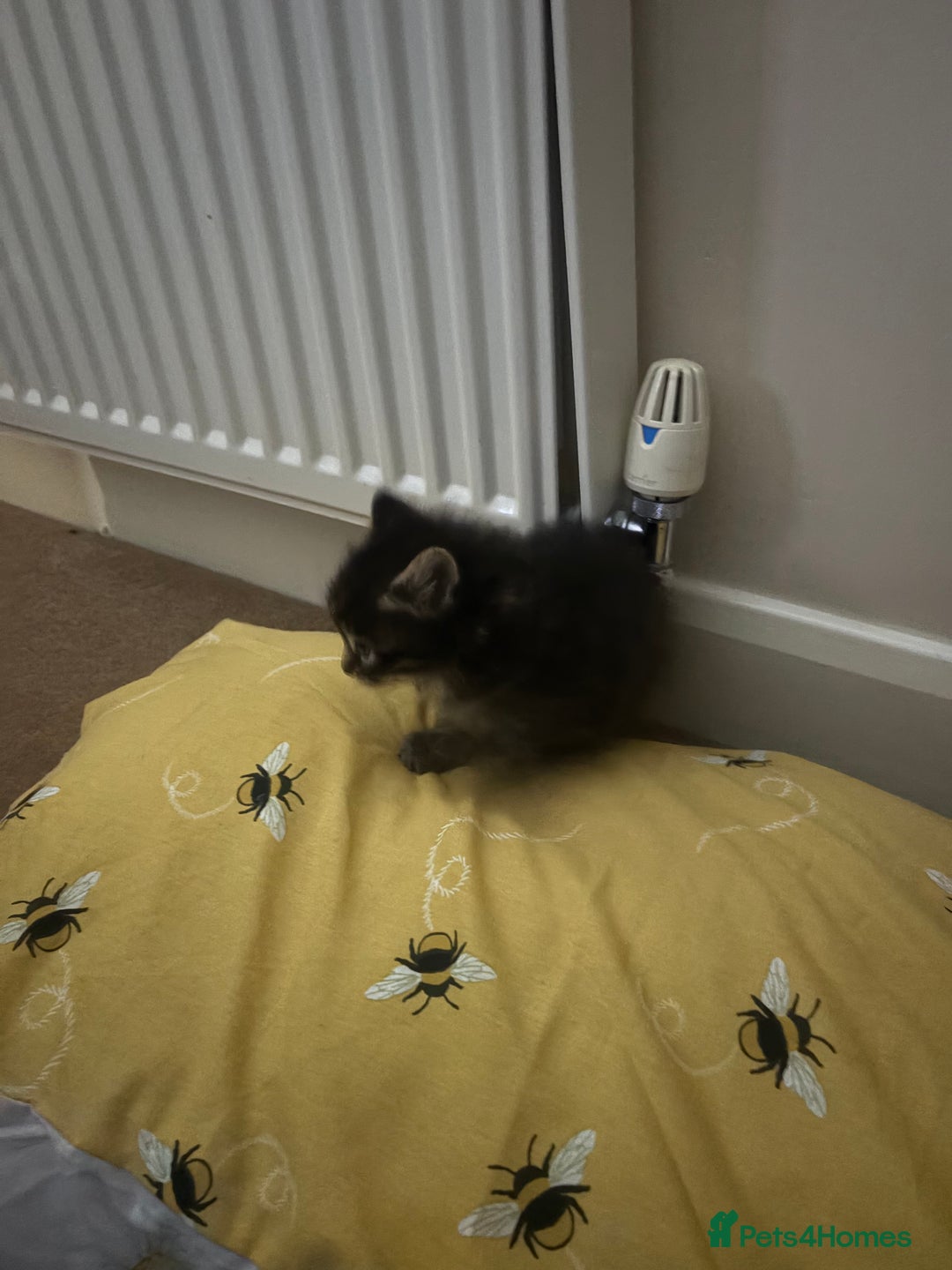 British Longhair cats for sale: Fluffy balls of joy - Image 7