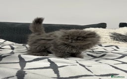 Persian cats for sale: ⭐️ Exceptional Persian x Exotic Kittens ⭐️ - Advert 19