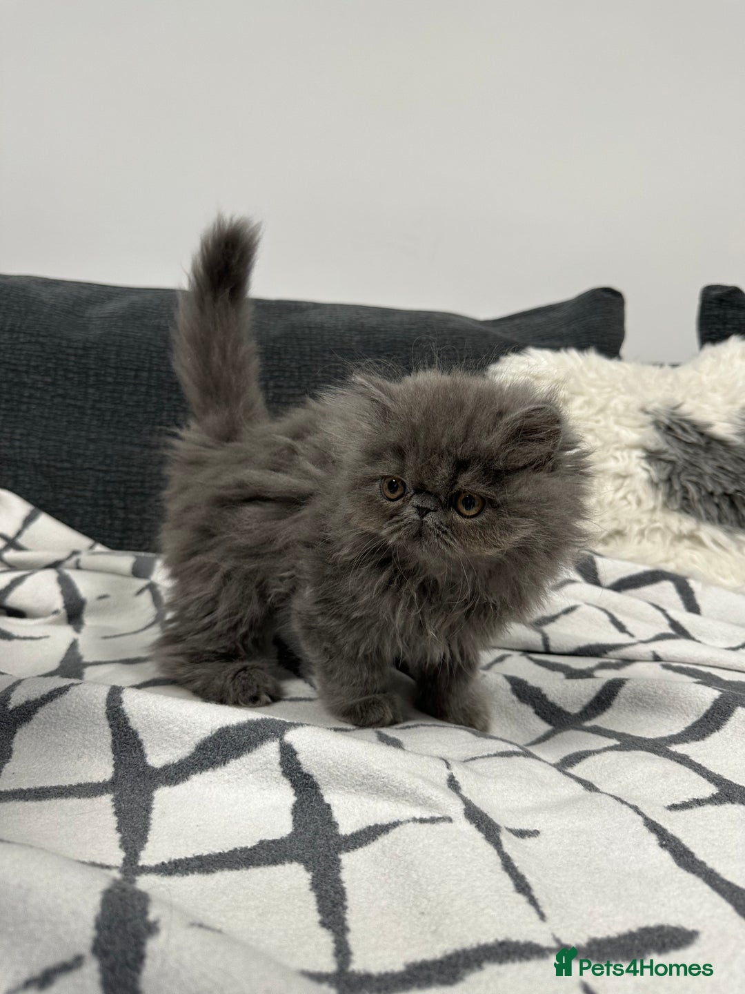 Persian cats for sale: ⭐️ Exceptional Persian x Exotic Kittens ⭐️ - Advert 19