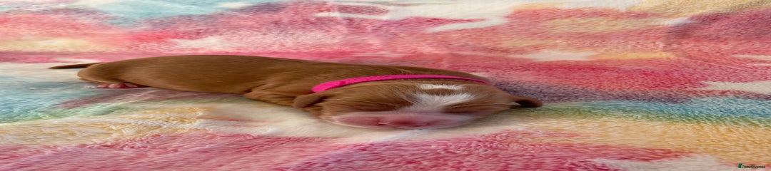 (PINK) Cocker Spaniel Puppy 4