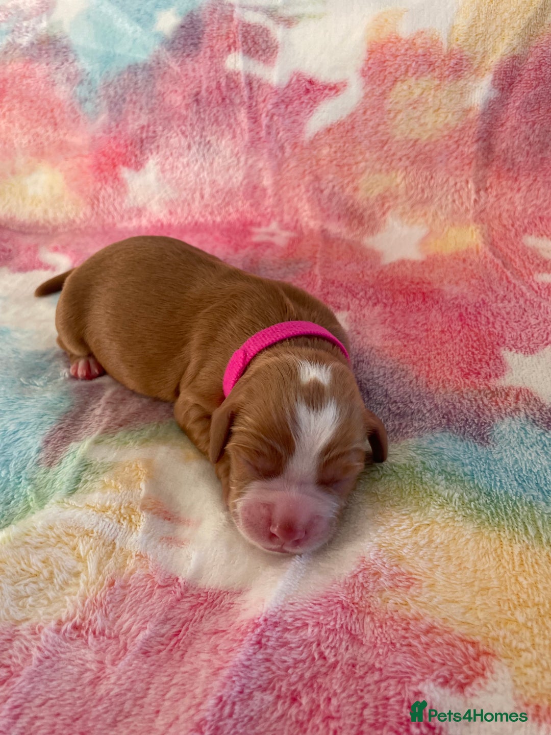 Cocker Spaniel dogs for sale: Cocker spaniel puppies  - Image 2