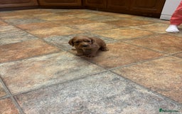 Cocker Spaniel dogs for sale: Cocker spaniel puppies for sale - Advert 15