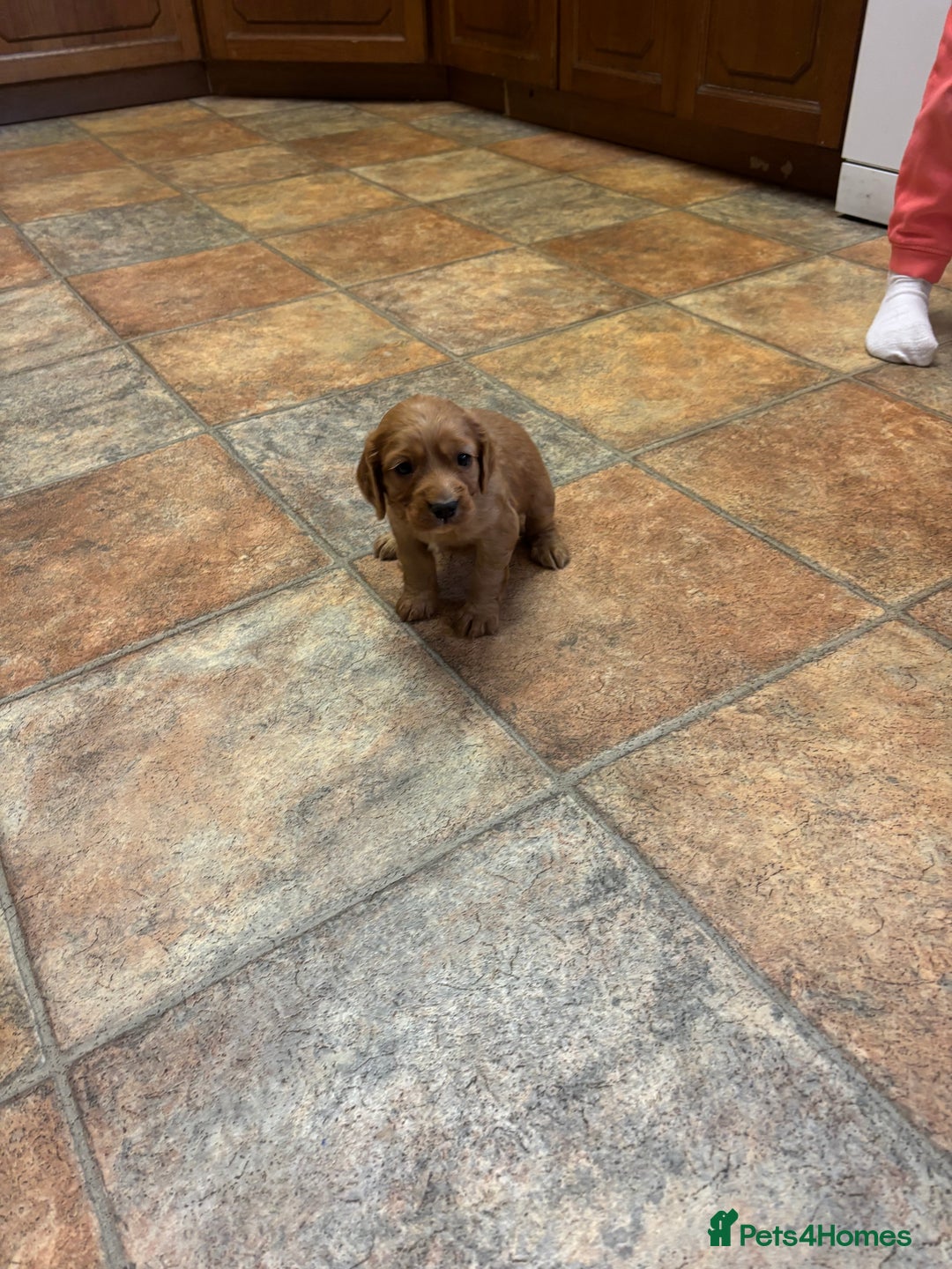 Cocker Spaniel dogs for sale: Cocker spaniel puppies for sale - Advert 15