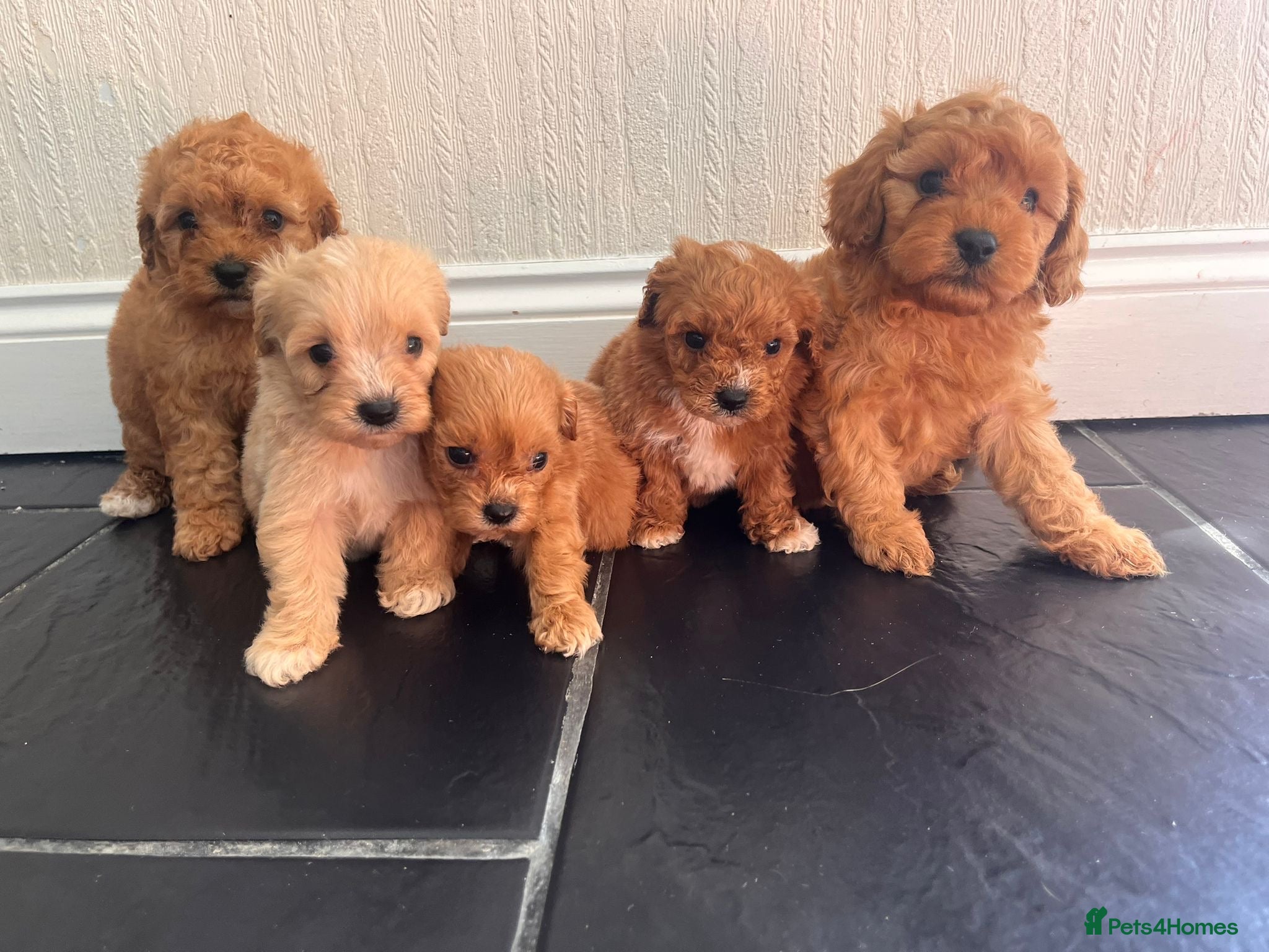 Cavapoo dogs  CAVAPOO F1 PUPPYS BOYS +GIRLS AVAILABLE  - Advert 1