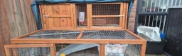 Ferret rodents for sale: Hutch and two hods in Prescot - Advert 4