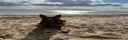 Mixed Breed dogs for sale: Security Dog for Sale  - Advert 29