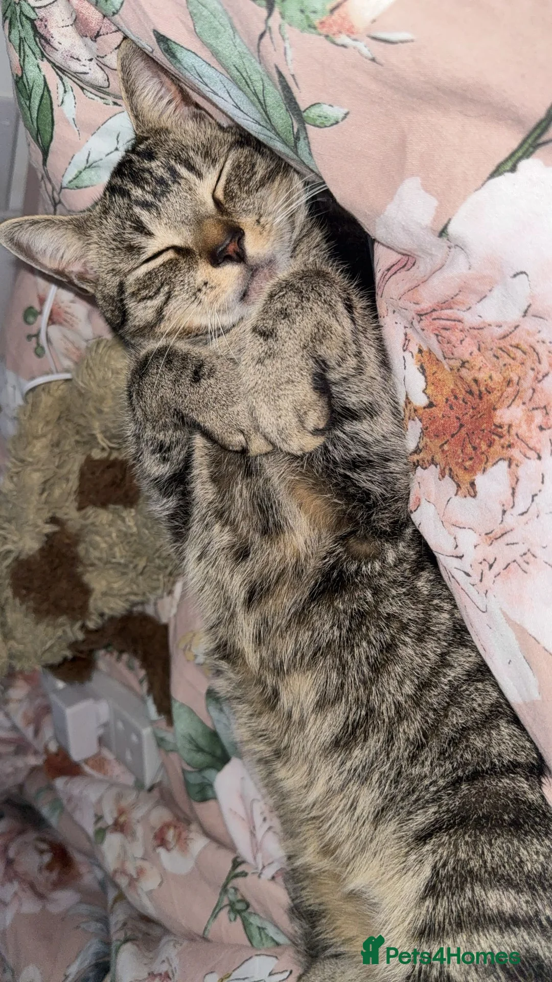 Domestic Shorthair cats for sale: Male cat  - Advert 2